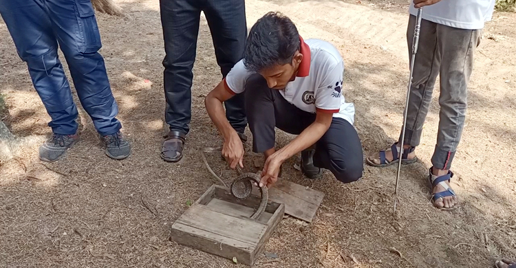 সাতদিন চিকিৎসা শেষে বনে অবমুক্ত হলো দাঁড়াশ সাপ