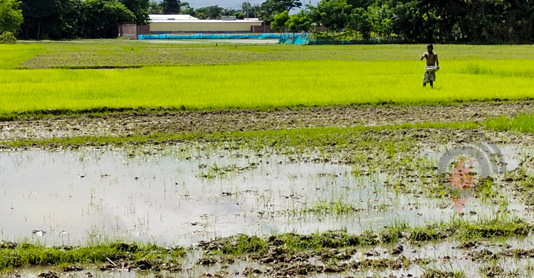 বাড়ছে আমনের উৎপাদন ব্যয়, চাষাবাদে হিমশিম খাচ্ছে কৃষক