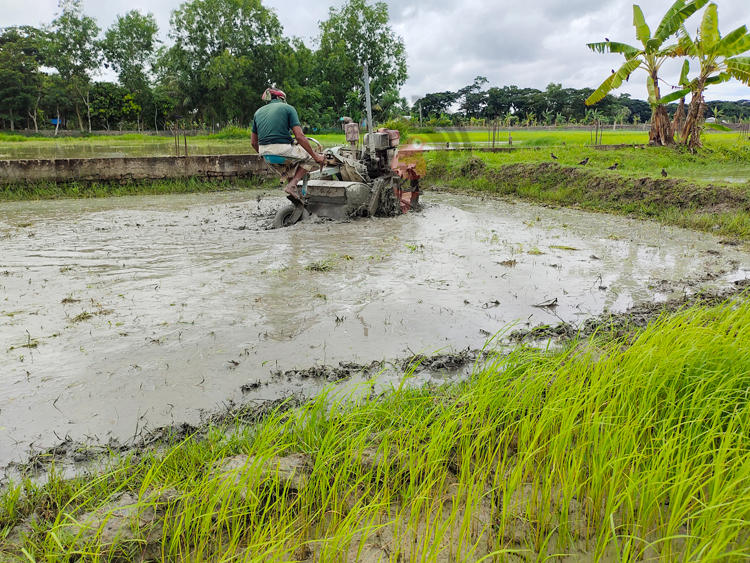 বাড়ছে আমনের উৎপাদন ব্যয়, চাষাবাদে হিমশিম খাচ্ছে কৃষক
