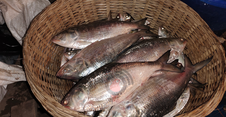 নিষেধাজ্ঞা শেষে মাছ ধরা শুরু, বাজারে আসছে বড় সাইজের ইলিশ-পাঙাস