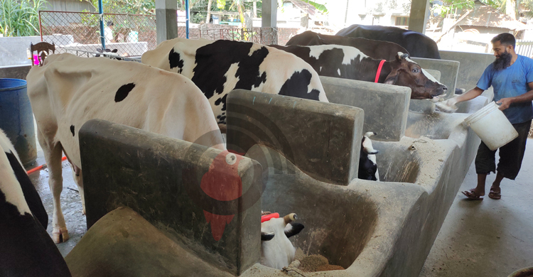 ৮০০ টাকার গমের ভুসি এখন ১৭০০, বিপাকে খামারিরা