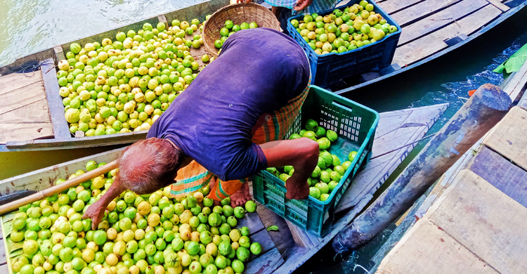 ভরা মৌসুমে ক্রেতা-বিক্রেতায় মুখর ভাসমান পেয়ারা বাজার