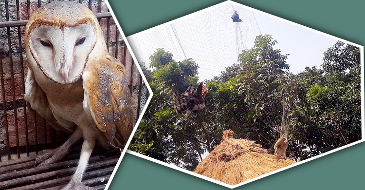 সাংবাদিকের ক্যামেরায় ধরা পড়ে প্রাণে বাঁচলো দুই প্যাঁচা