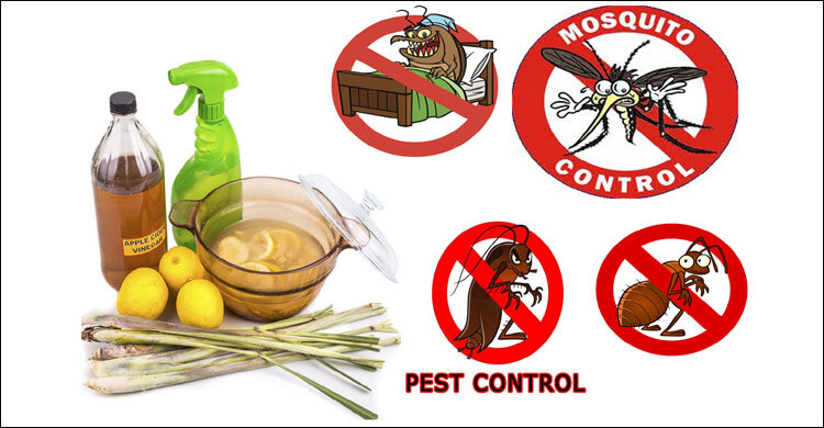 7 effective pest repellents for your home