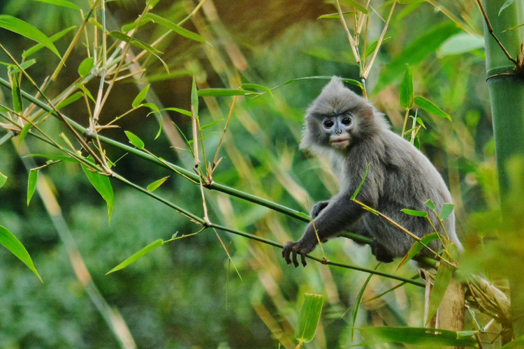 PHAYRE'S-LANGUR