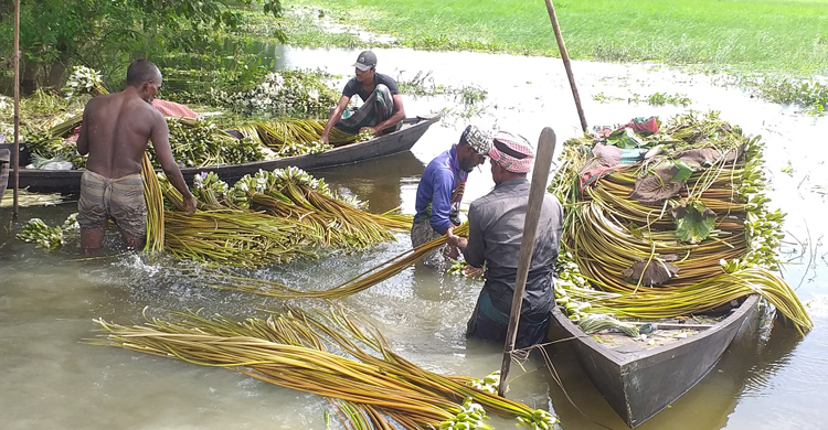 শাপলা বিক্রি করে চলে তাদের সংসার