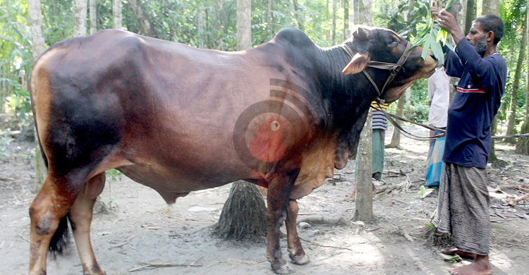 ৮ লাখে বিক্রি হবে ৩২ মণের ‘লাল বাদশাহ’