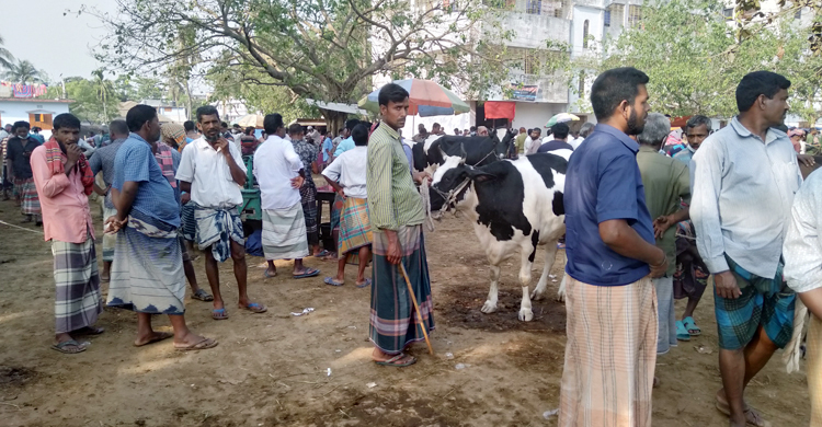 স্বাস্থ্যবিধির বালাই নেই পশুর হাটে