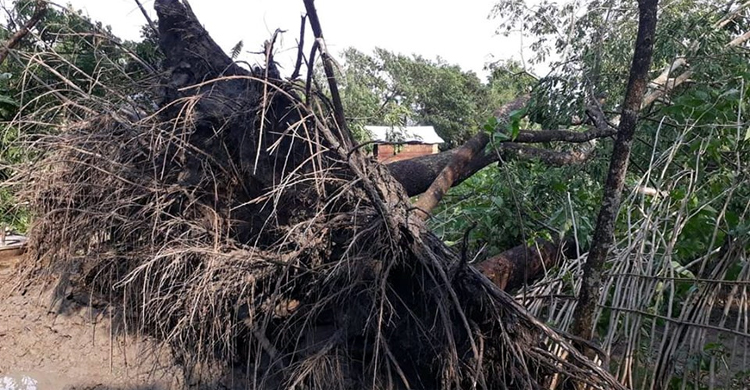 ২০ মিনিটের কালবৈশাখী ঝড়ে দুই শতাধিক ঘরবাড়ি বিধ্বস্ত