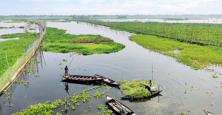 বিলে অবৈধ বাঁধ, চাষের অনুপযোগী ৩০০ হেক্টর জমি
