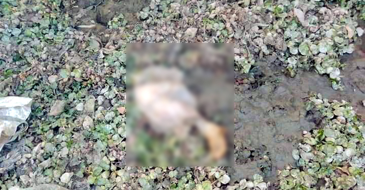 ব্রিজের নিচে মিলল তরুণীর অর্ধগলিত কাটা পা