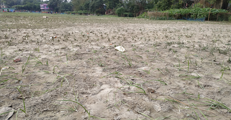 মসজিদের দানের টাকার দ্বন্দ্বে পেঁয়াজ ক্ষেত শেষ