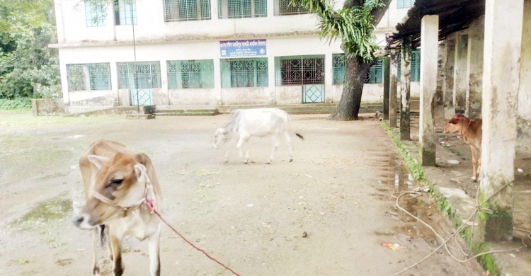 বন্ধ শিক্ষাপ্রতিষ্ঠানে আবর্জনার স্তূপ, মাঠ যেন গোচারণ-ভূমি