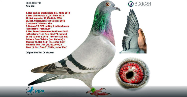 বিশ্বের সবচেয়ে দামি কবুতর, দাম শুনলে আঁতকে উঠবেন