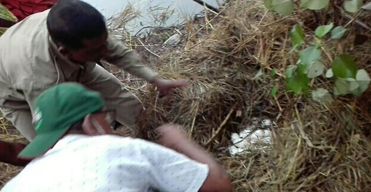 ৪৪টি ডিম পেড়েছে পিলপিল