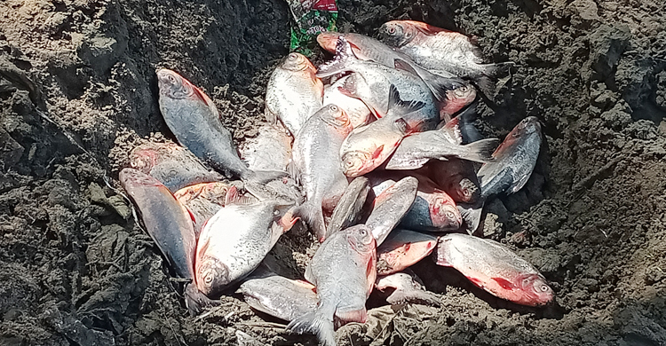 ৩০ কেজি বিষাক্ত পিরানহা মাটিতে পুঁতে ফেললেন কমিশনার