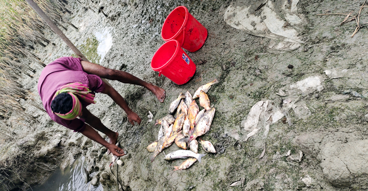 শত্রুতার জেরে মাছের ঘেরে বিষ প্রয়োগ