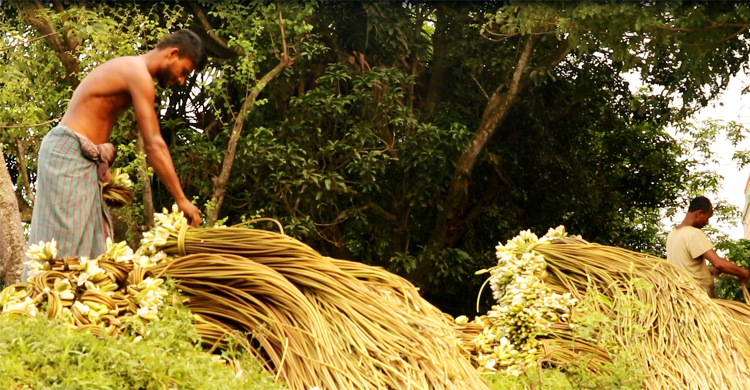 শাপলায় ঘুচছে দারিদ্র্য