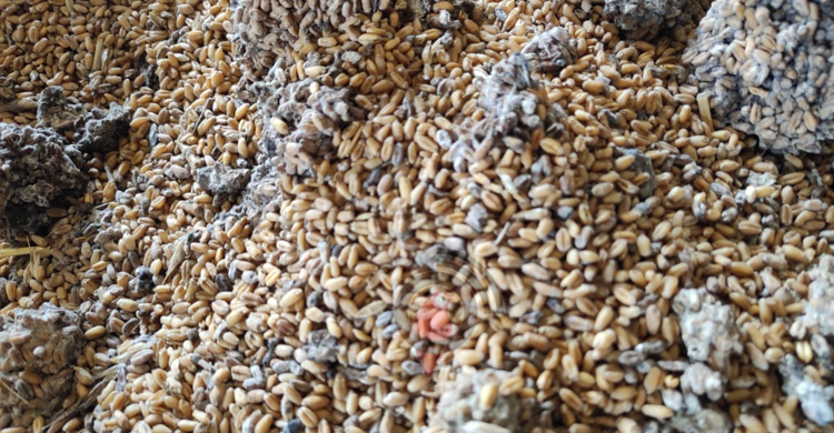 ভারত থেকে আসা ২০০ টন গমে ‘পচা গন্ধ’