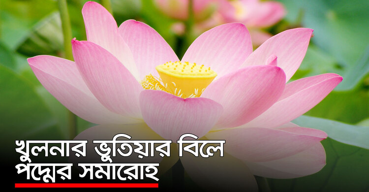 খুলনার ভুতিয়ার বিলে পদ্মের সমারোহ | ০১ অক্টোবর ২০২০