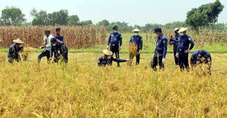 সকাল থেকে দুপুর পর্যন্ত ধান কাটল পুলিশ
