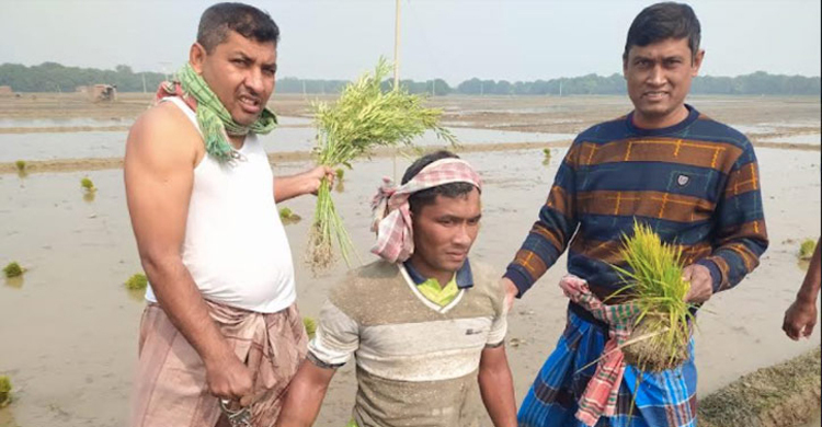 কৃষক সেজে আসামি ধরলো পুলিশ