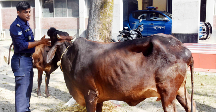 উদ্ধার গরু পরিচর্যায় পুলিশ সদস্যরা