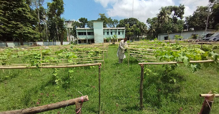 থানা চত্বরে সবজি চাষ, প্রশংসায় ভাসছেন ওসি