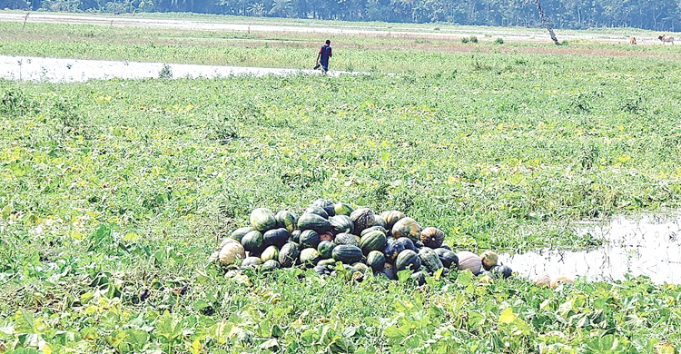 হাতিয়ায় ২৯৫ হেক্টর ফসলের ক্ষতি