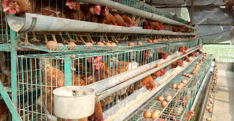 ঝালকাঠিতে বাড়ছে ডিমের উৎপাদন, ফিডের দাম নিয়ে চিন্তিত খামারিরা