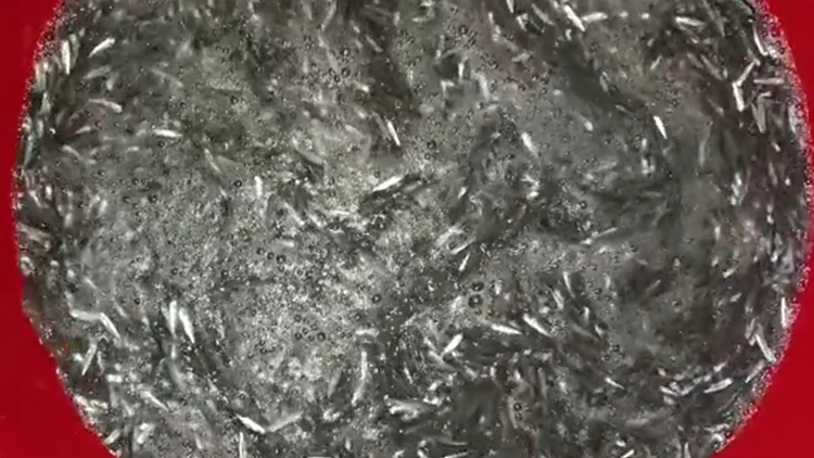 ট্রলারসহ দশ লাখ ফাইস্যা পোনা উদ্ধার, গ্রেফতার ৮