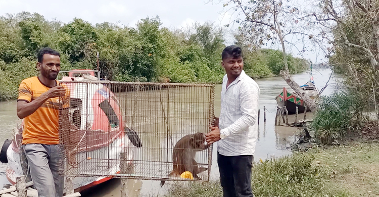 অসুস্থ অবস্থায় উদ্ধার, ৩ মাস পর বনে ফিরে গেলো বানর