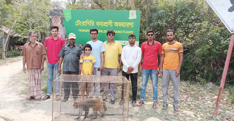 অসুস্থ অবস্থায় উদ্ধার, ৩ মাস পর বনে ফিরে গেলো বানর