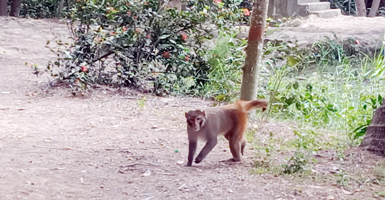 অসুস্থ অবস্থায় উদ্ধার, ৩ মাস পর বনে ফিরে গেলো বানর