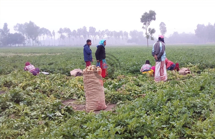 আলুর কেজি ৬ টাকা, তবুও মিলছে না ক্রেতা