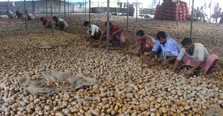আলু মজুত করে মাথায় হাত মুন্সিগঞ্জের চাষিদের