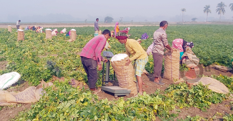 আলুর কেজি ৬ টাকা, তবুও মিলছে না ক্রেতা