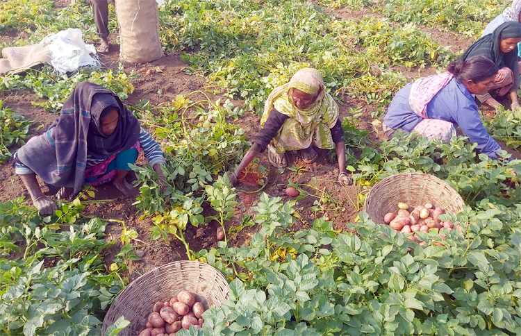 আলুর কেজি ৬ টাকা, তবুও মিলছে না ক্রেতা