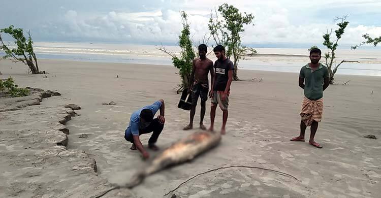 কুয়াকাটা সৈকতে আবারও ভেসে এলো মৃত ডলফিন