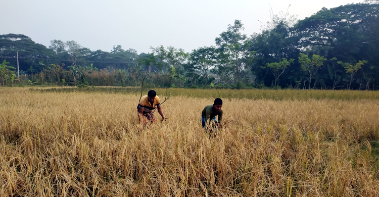 প্রথমবারের মতো পটুয়াখালী থেকে ধান কিনছে সরকার