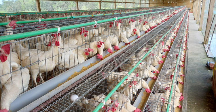 মৌলভীবাজারে ব্যবসা ছাড়ছেন পোল্ট্রি খামারিরা