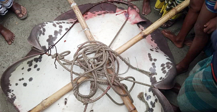 মেঘনায় ধরা পড়লো ১৬০ কেজির শাপলাপাতা | বৃহস্পতিবার, ০৯ ফেব্রুয়ারি ২০২৩