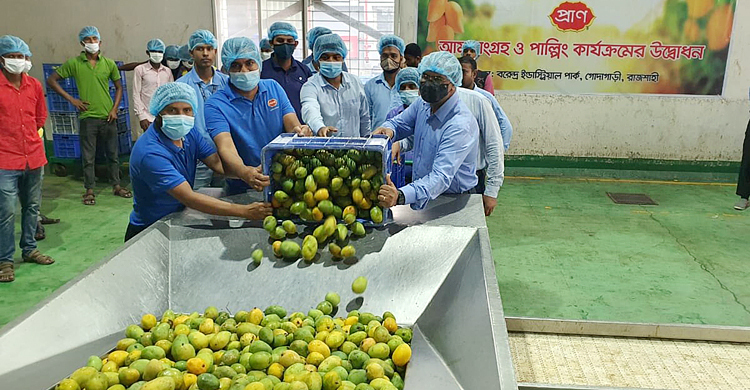 প্রাণ-এর আম সংগ্রহ শুরু