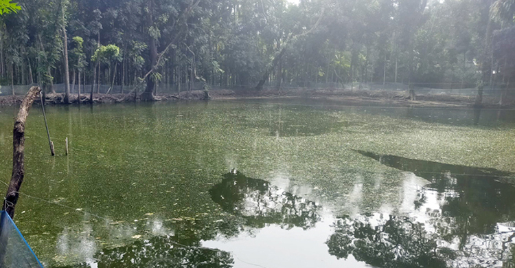 ব্রাহ্মণবাড়িয়ায় পুকুরে ডুবে দুই বোনের মৃত্যু