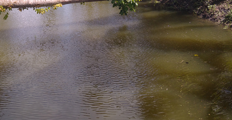 মিষ্টি কেনার জন্য বের হয়ে পুকুরে মিলল শিশুর মরদেহ