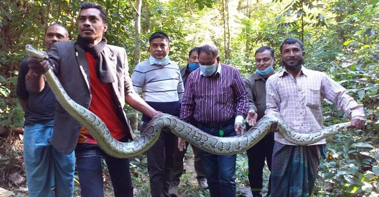 কাপ্তাইয়ে ১২ ফুট দৈর্ঘ্যের অজগর অবমুক্ত