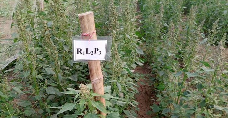 নতুন ফসলের জাত ‘সাউ কিনোয়া-১’ উদ্ভাবন