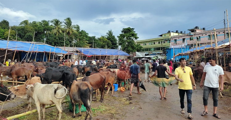 রাঙ্গামাটিতে জমে উঠেছে কোরবানি পশুর হাট