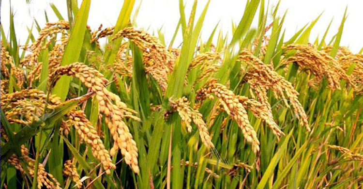 বন্যার আশঙ্কায় হাওরে দ্রুত ধান কাটতে বিজ্ঞপ্তি