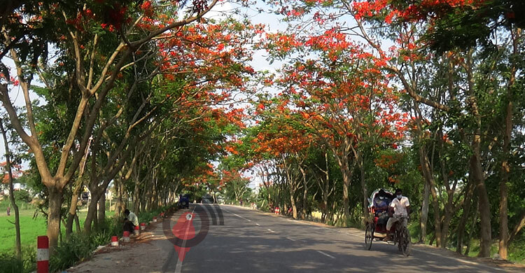 সড়ক সেজেছে কৃষ্ণচূড়ায়, মুগ্ধ পথচারী-দর্শনার্থীরা